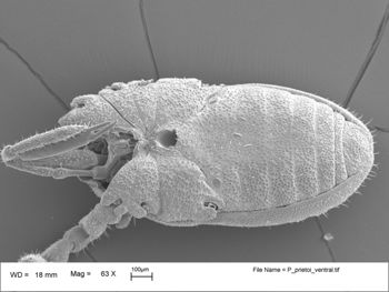 Media type: image;   Invertebrate Zoology 147385   shows cataloged_item 147385